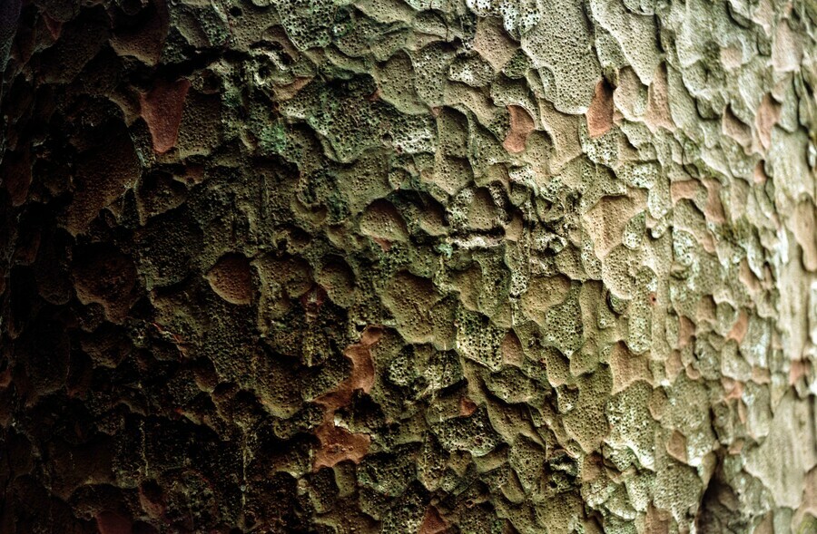 Works by Ngahuia Harrison