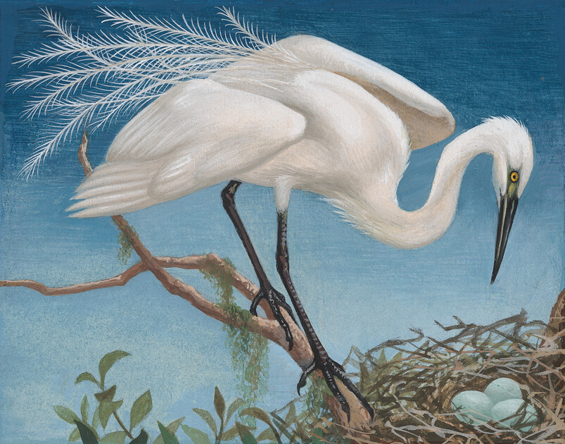 Bird Land: Te Kāhui Manu