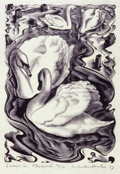 Swans In Floodwater