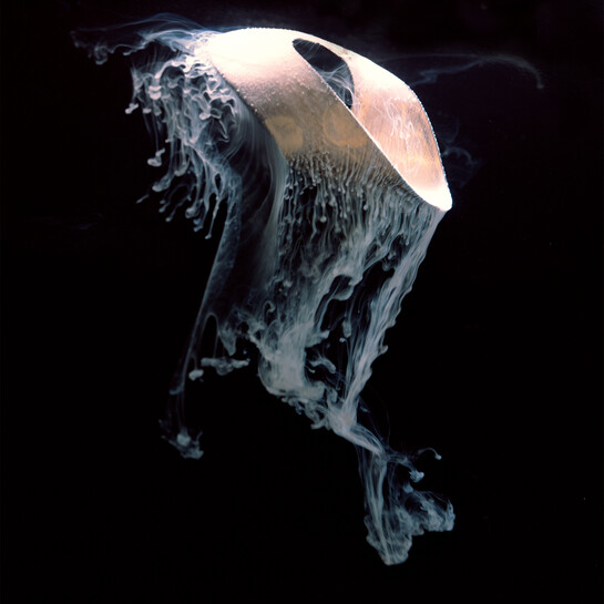 Joyce Campbell Ryukyu I 2003/2011. Fujiflex crystal archive photograph. Courtesy of the artist and Two Rooms, Auckland