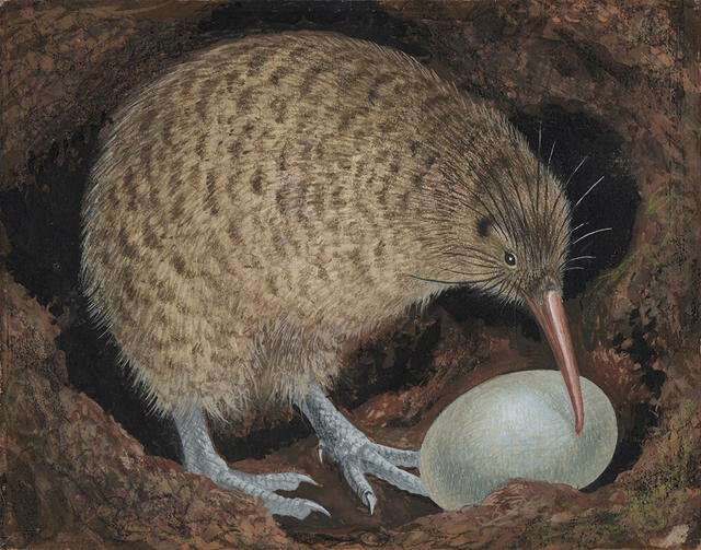 Kiwi Pukupuku / Little Spotted Kiwi