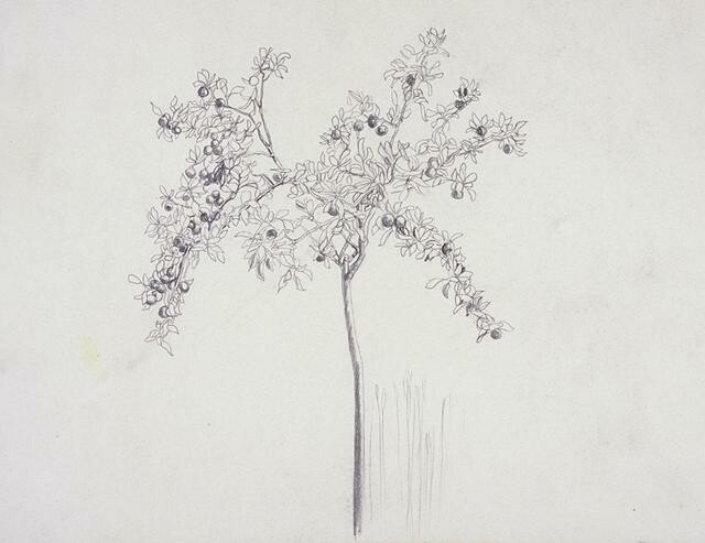 Apple tree
