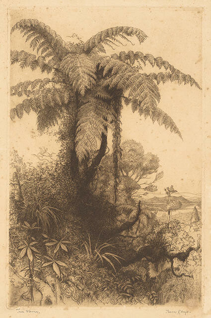 Tree Ferns