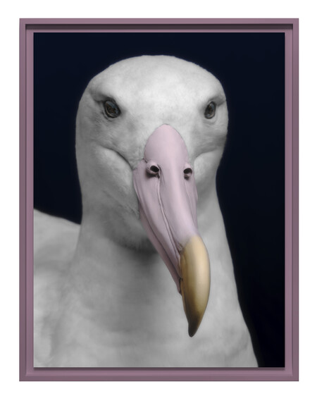 Fiona Pardington Toroa, Southern royal albatross, Diomedea epomophora; collection of South Canterbury Museum (2025/078.1), Timaru, Aotearoa New Zealand 2024. Pigment inks on Ilford Galerie Smooth Cotton Rag. Courtesy of the artist