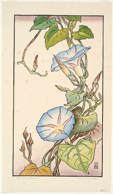Morning Glories
