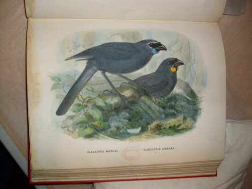 Kokako from Walter Buller's A History of the Birds of New Zealand (1873) Collection: Christchurch City Libraries Ngā Kete Wānanga-o-Ōtautahi