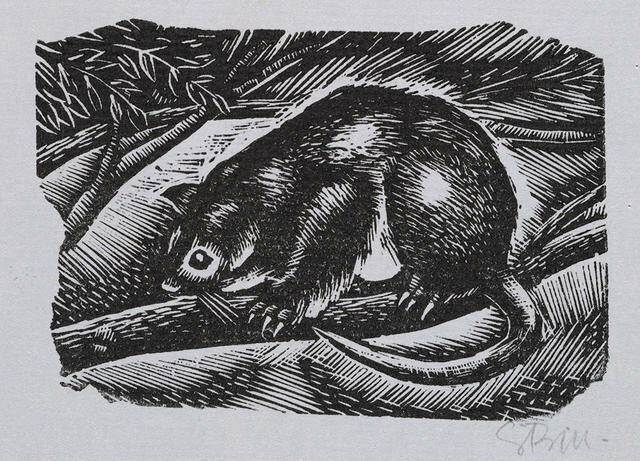 Possum
