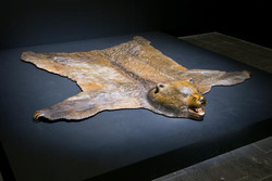 A Shot in the Dark (Bear Rug)