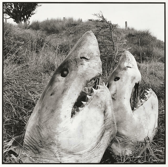 Shark Heads