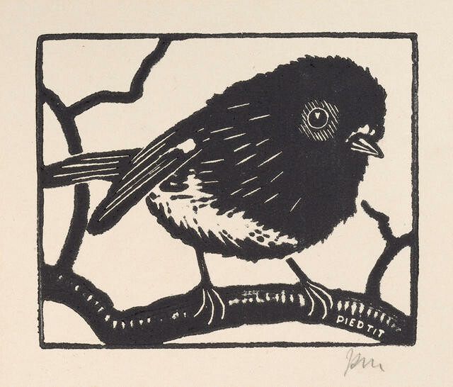 Pied Tit / Miromiro
