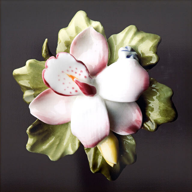 Orchid