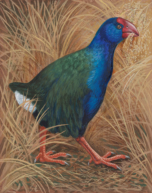 Takahē