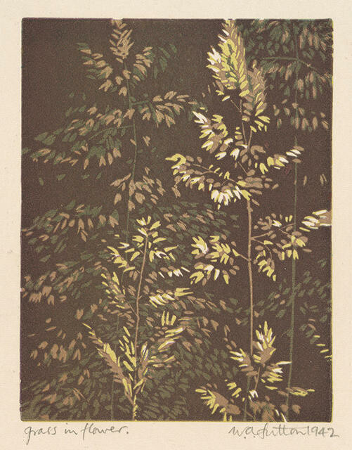 Grass In Flower