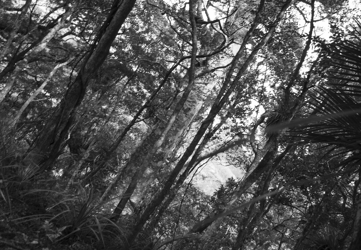 <p>Ana Iti:&nbsp;Ngahere Behind a Pile of Metal</p>