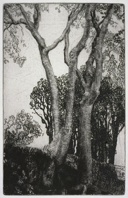 Two Ash Trees
