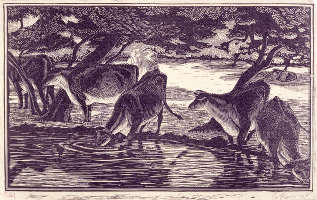 Cows Drinking