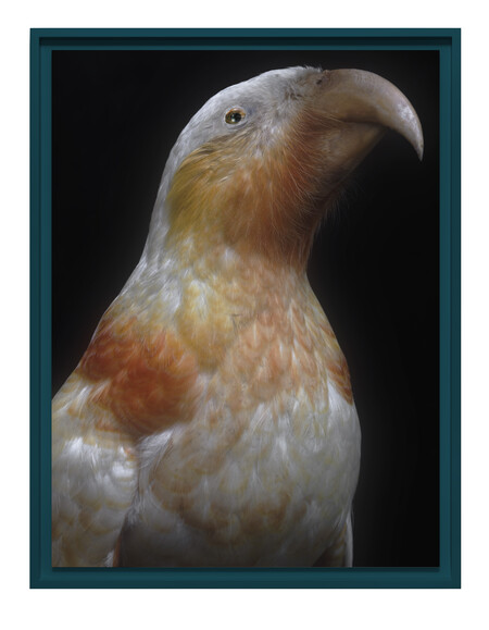 Fiona Pardington Kākā kura, Nestor meridionalis septentrionalis, colour morph, Rangataua, Tongariro; collection of the Museum of New Zealand Te Papa Tongarewa (OR. 001127), Te Whanganui-a-Tara Wellington, Aotearoa New Zealand 2025. Pigment inks on Ilford Galerie Smooth Cotton Rag. Courtesy of the artist