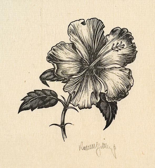 Hibiscus