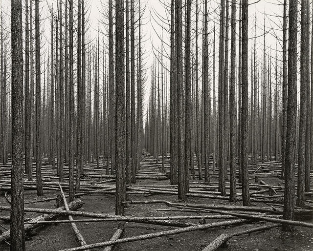 Burnt [20 year old stand] of Corsican Pine, [Pinus laricio] Balmoral Forest, Canterbury
