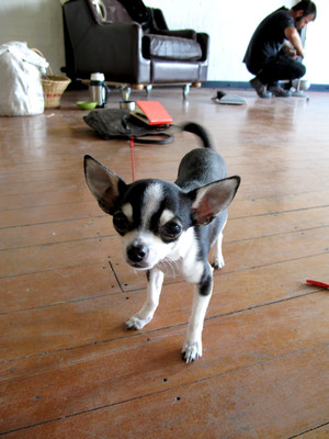 Photo: Mouse, by Nathan 'The Chihuahua Whisperer' Pohio