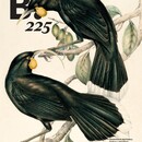 B.225