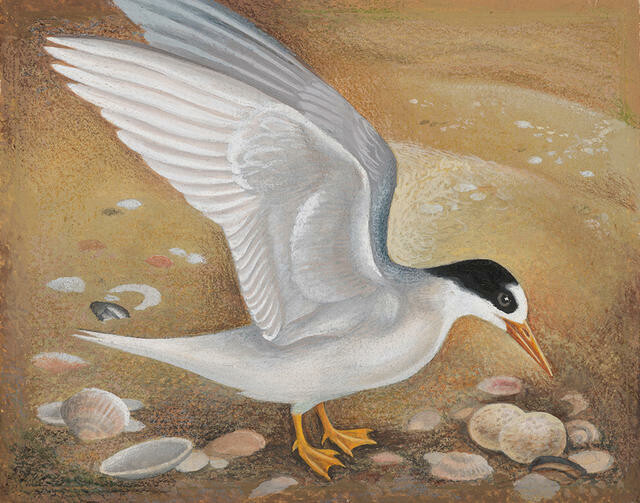 Tara Iti / Fairy Tern