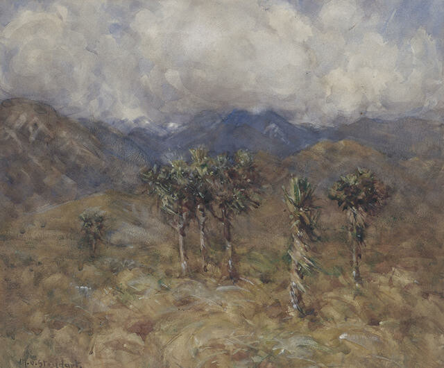Cabbage Trees, Clarence Valley, Kaikoura