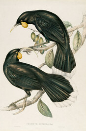 Neomorpha Gouldii (The Huia)