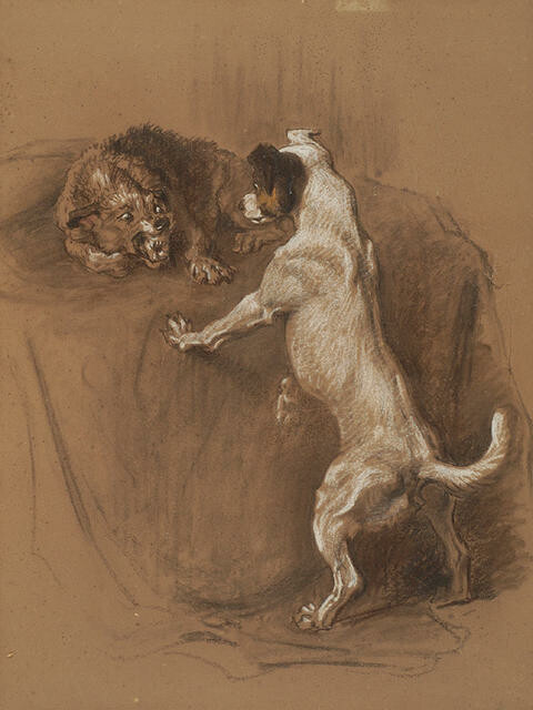 Dog fight