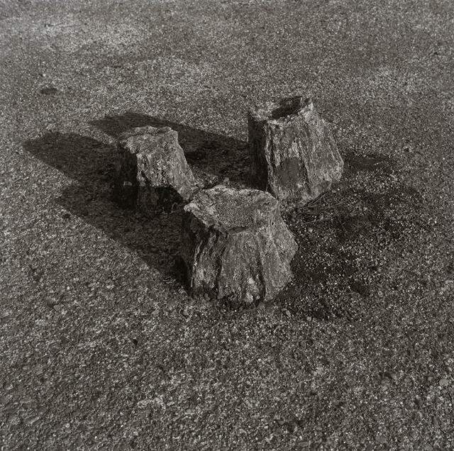 Fossil Stumps from Curio Bay in Concrete, Queens Park Garden, Invercargill