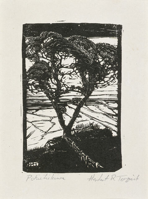 Pohutukawa