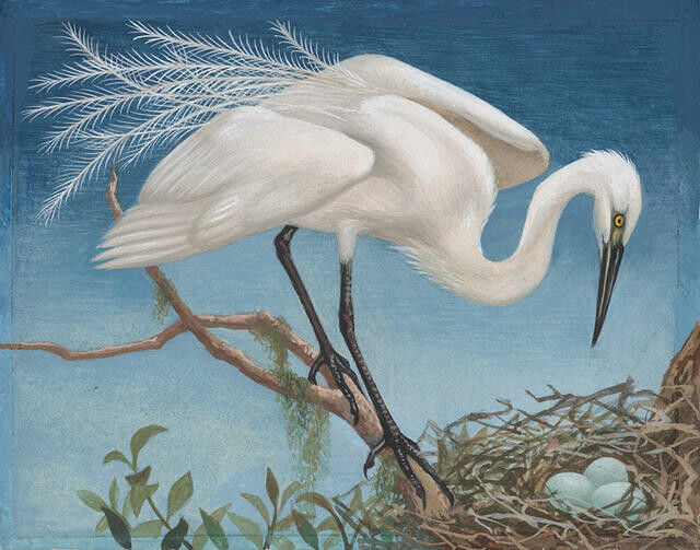 Kōtuku / White Heron