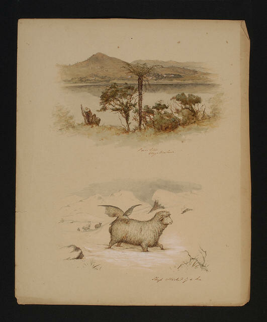 Top: Portobello, Otago Harbour Bottom: Sheep attacked by a kea