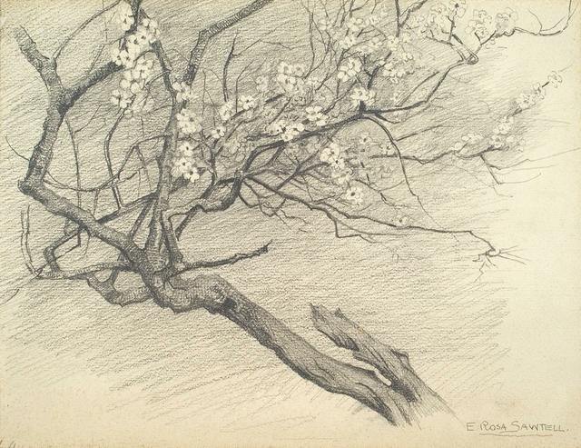 Study of an almond branch in bloom