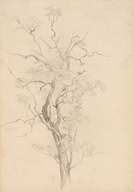 Tree Study