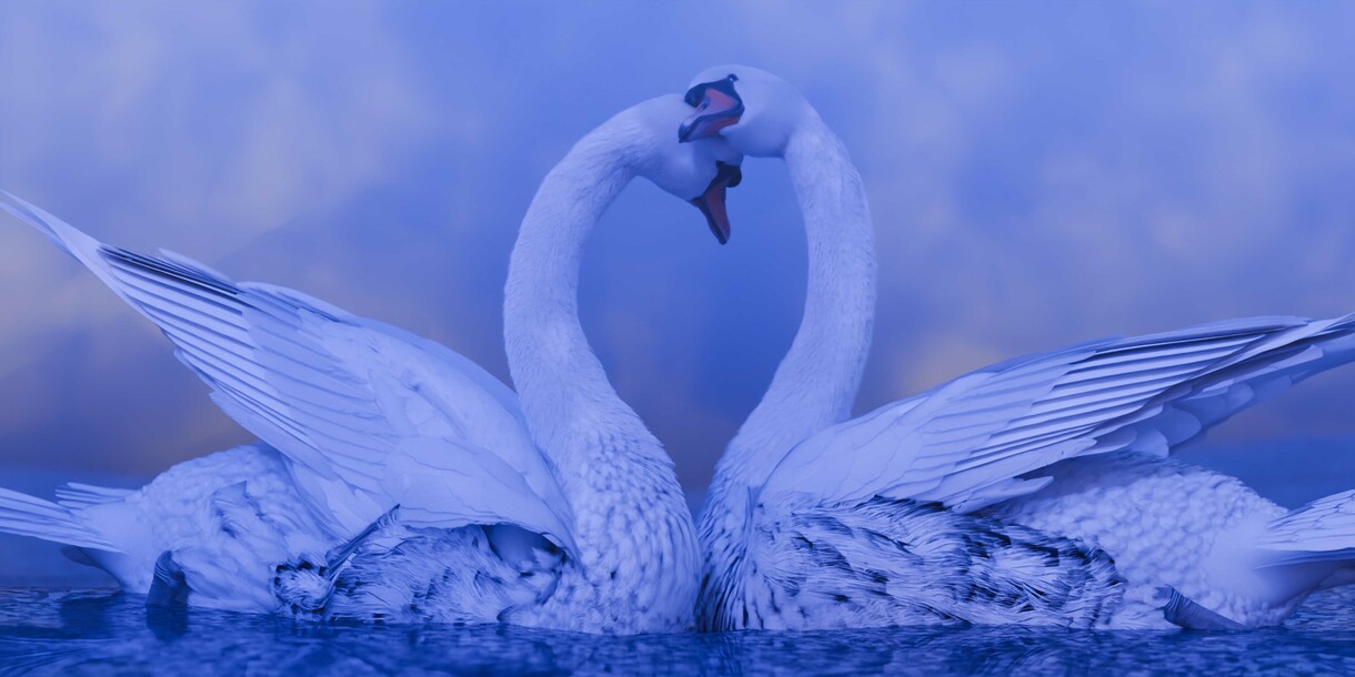 Hye Rim Lee: Swan Lake