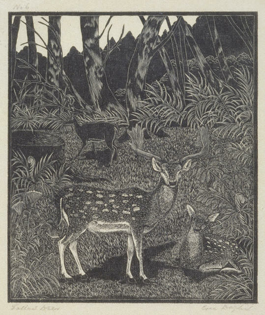 Fallow Deer