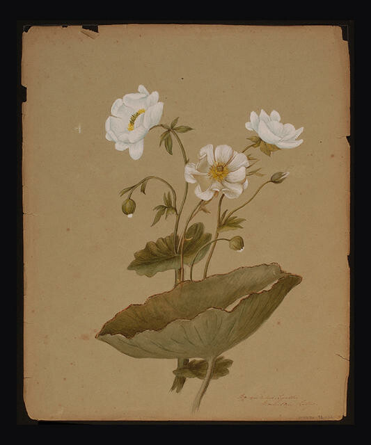 Ranunculus lyallii Mount Cook Lilies