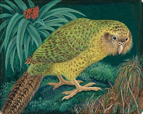Eileen Mayo Kakapo 1976. Gouache and coloured pencil. Collection of Christchurch Art Gallery Te Puna o Waiwhetū, purchased, 2005. Reproduced courtesy of Dr Jillian Cassidy