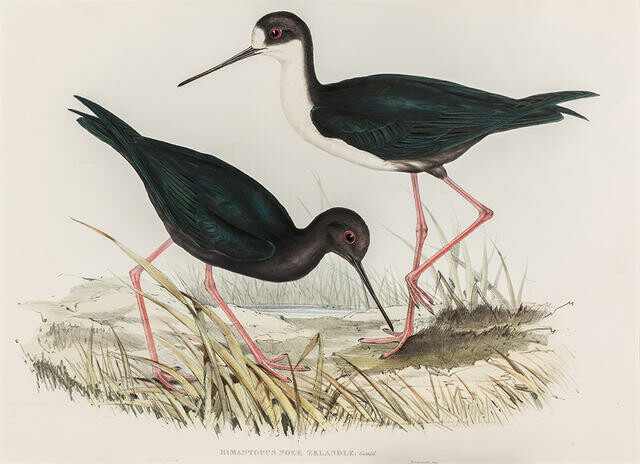 Himantopus Novae-Zelandiae (Kakī / New Zealand stilt)