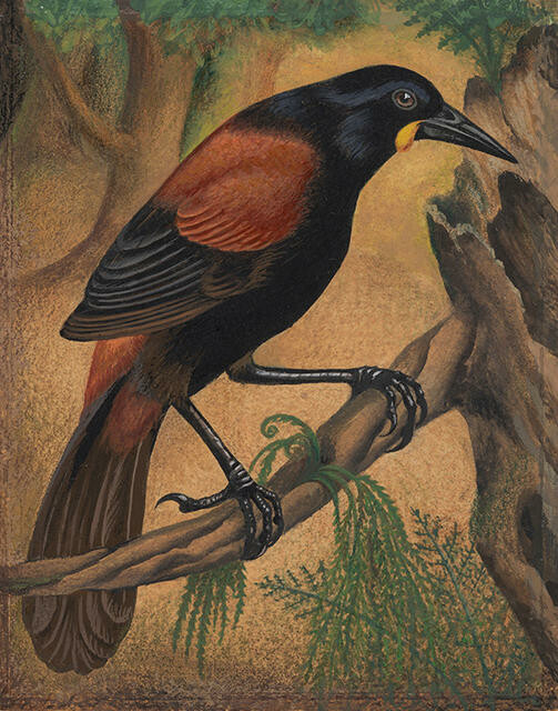Tīeke / Saddleback