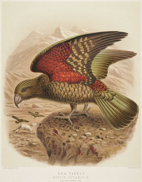Kea parrot. Nestor notabilis.