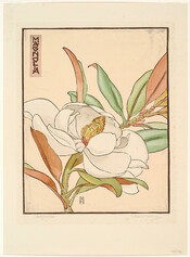 Magnolia