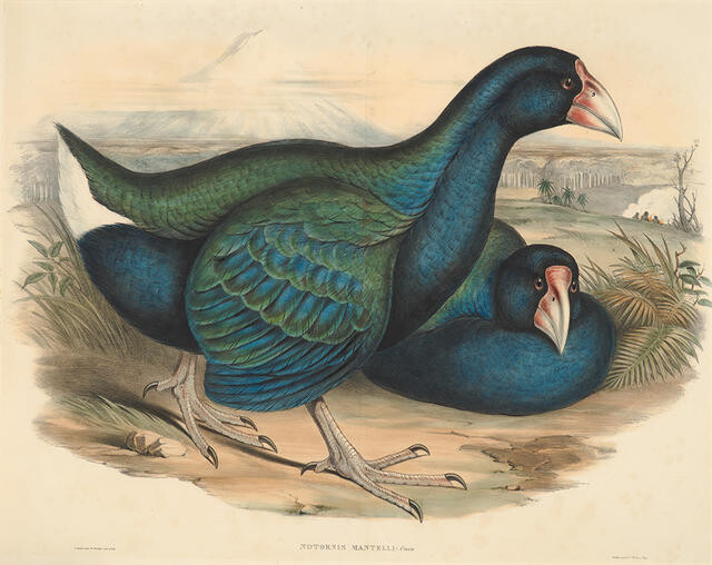 Notornis or Takahe (Notornis Mantelli)