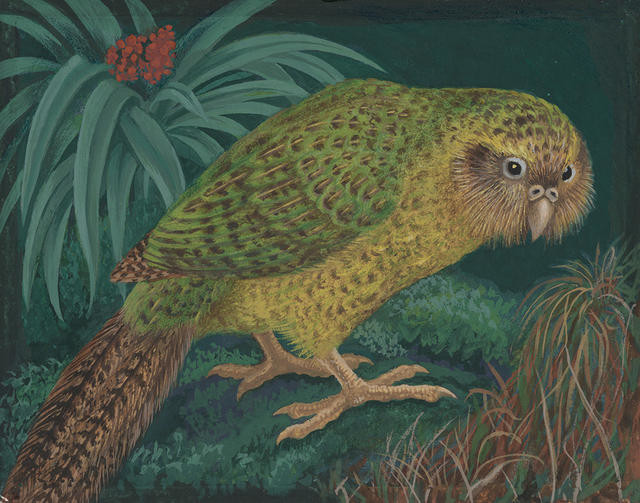 Kākāpō