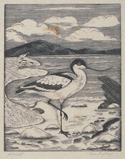 Avocets