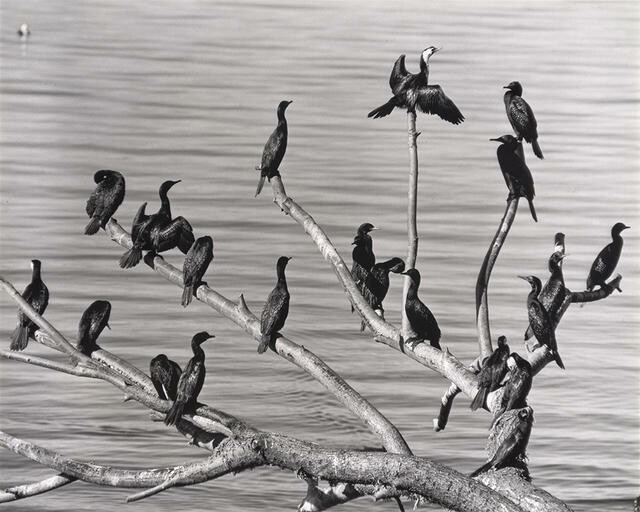 Shags, Lake Rotorua from Waiteti, Rotorua