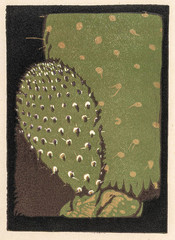 Untitled [cactus leaf]