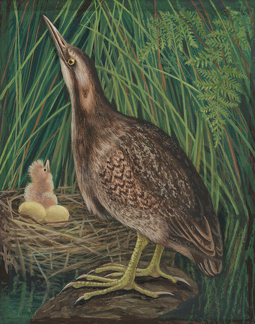 Matuku-hūrepo / Brown Bittern