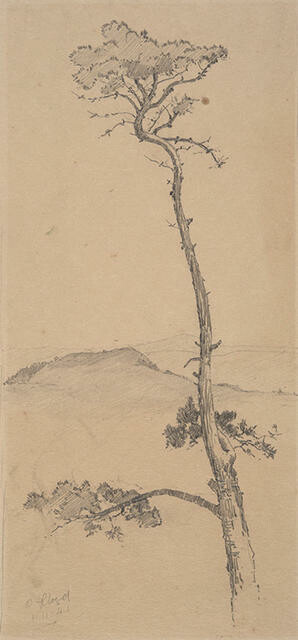 Tall Pine